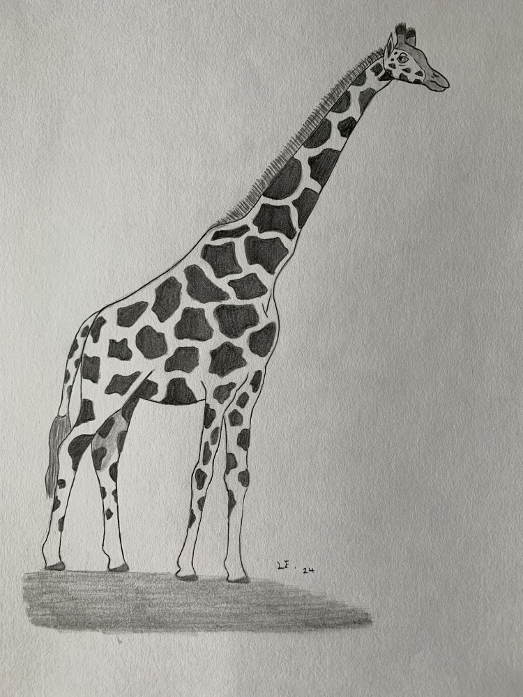 Giraffe - Original Pencil Drawing