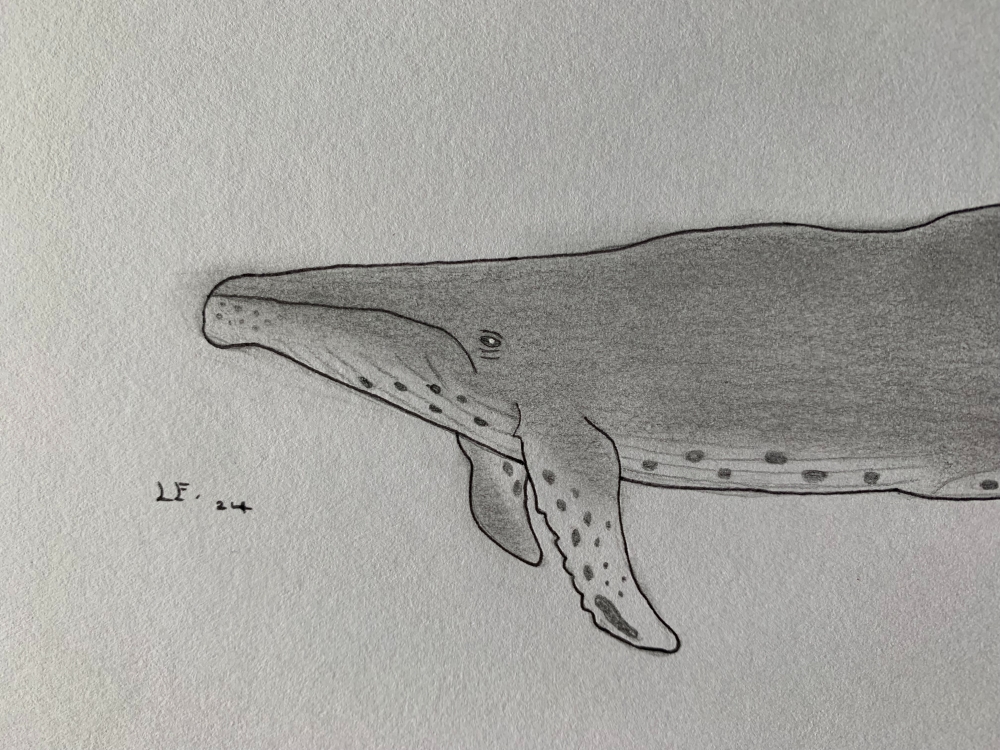 Humpback Whale - Original Pencil Drawing