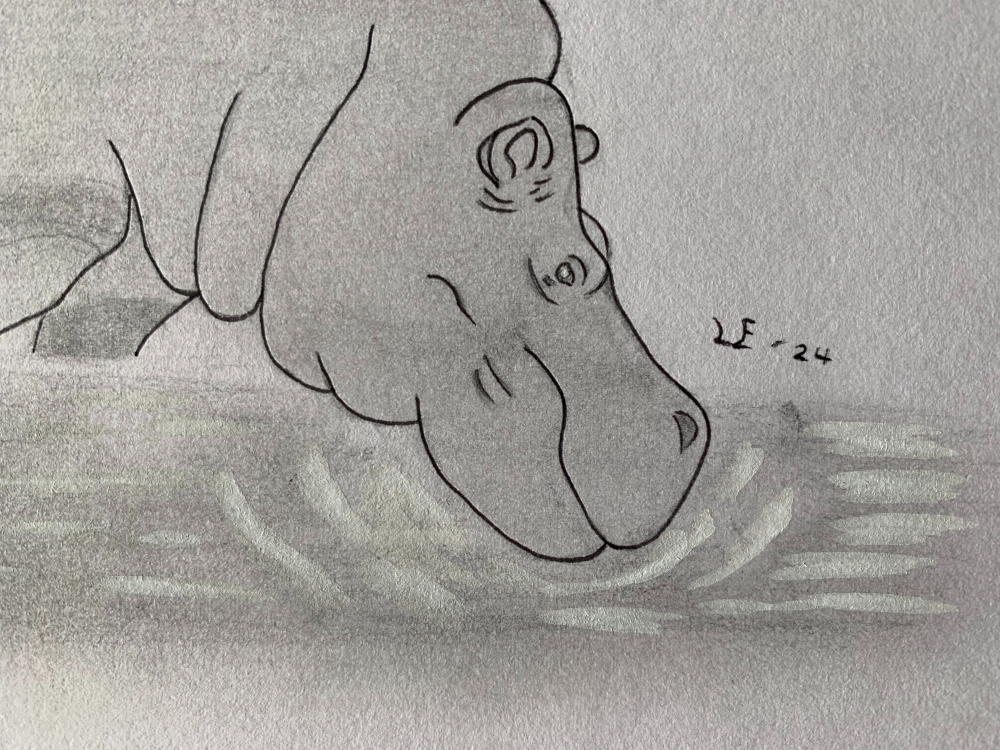 Hippopotamus - Original Pencil Drawing