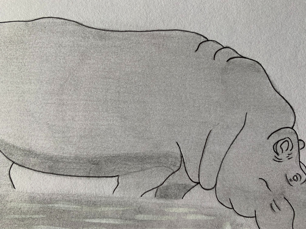 Hippopotamus - Original Pencil Drawing