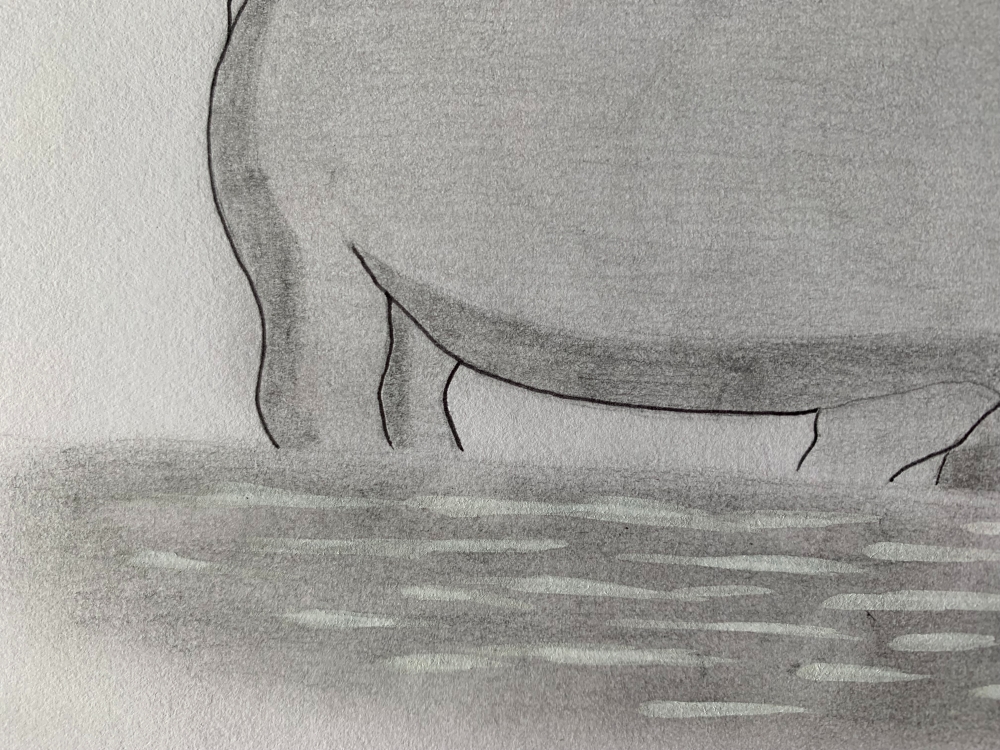 Hippopotamus - Original Pencil Drawing