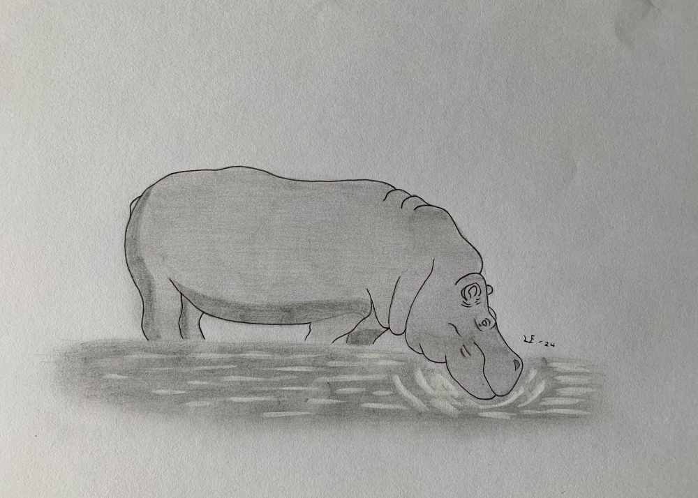 Hippopotamus - Original Pencil Drawing