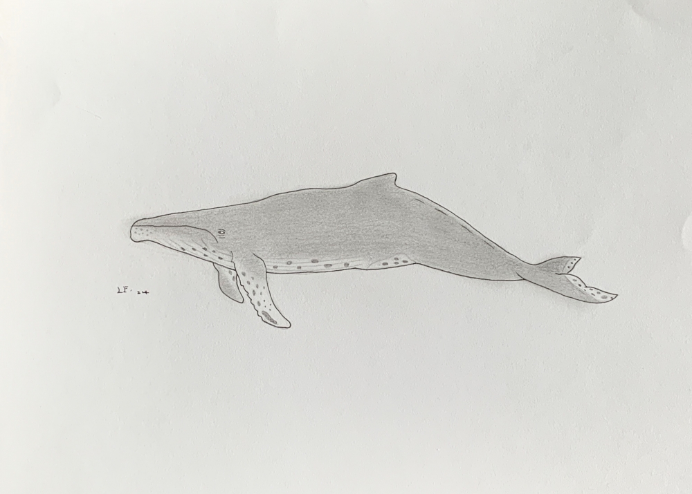 Humpback Whale - Original Pencil Drawing