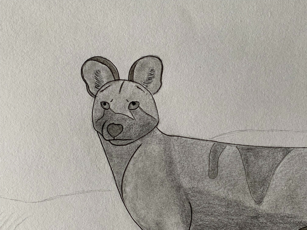 African Wild Dog - Original Pencil Drawing