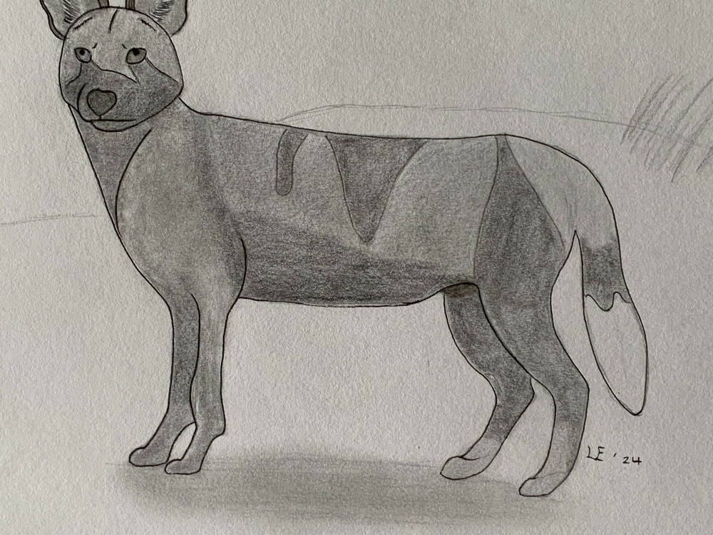 African Wild Dog - Original Pencil Drawing