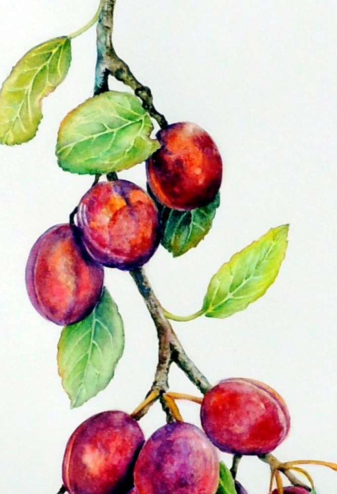 Victoria Plums