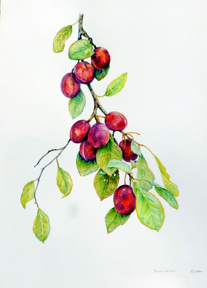 Victoria Plums