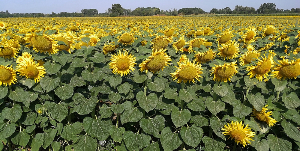 Sunflower Field