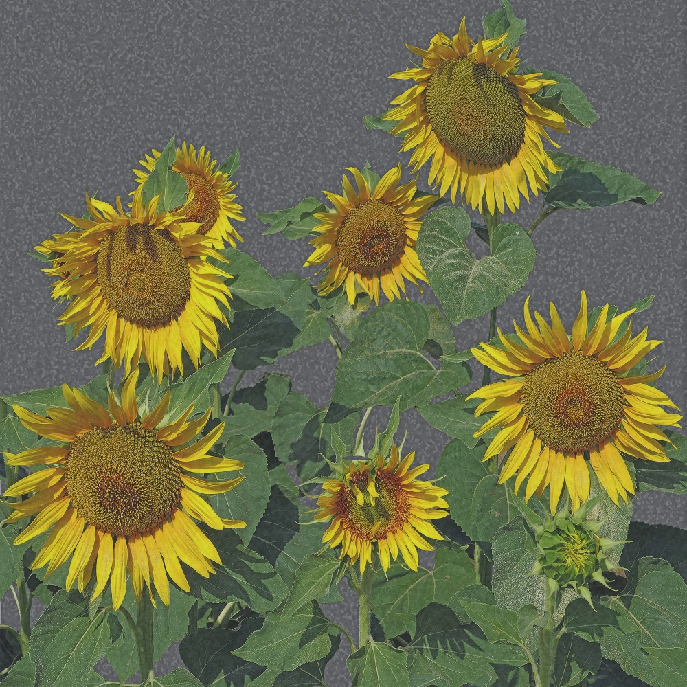 Sunflowers-Lim.Ed.10