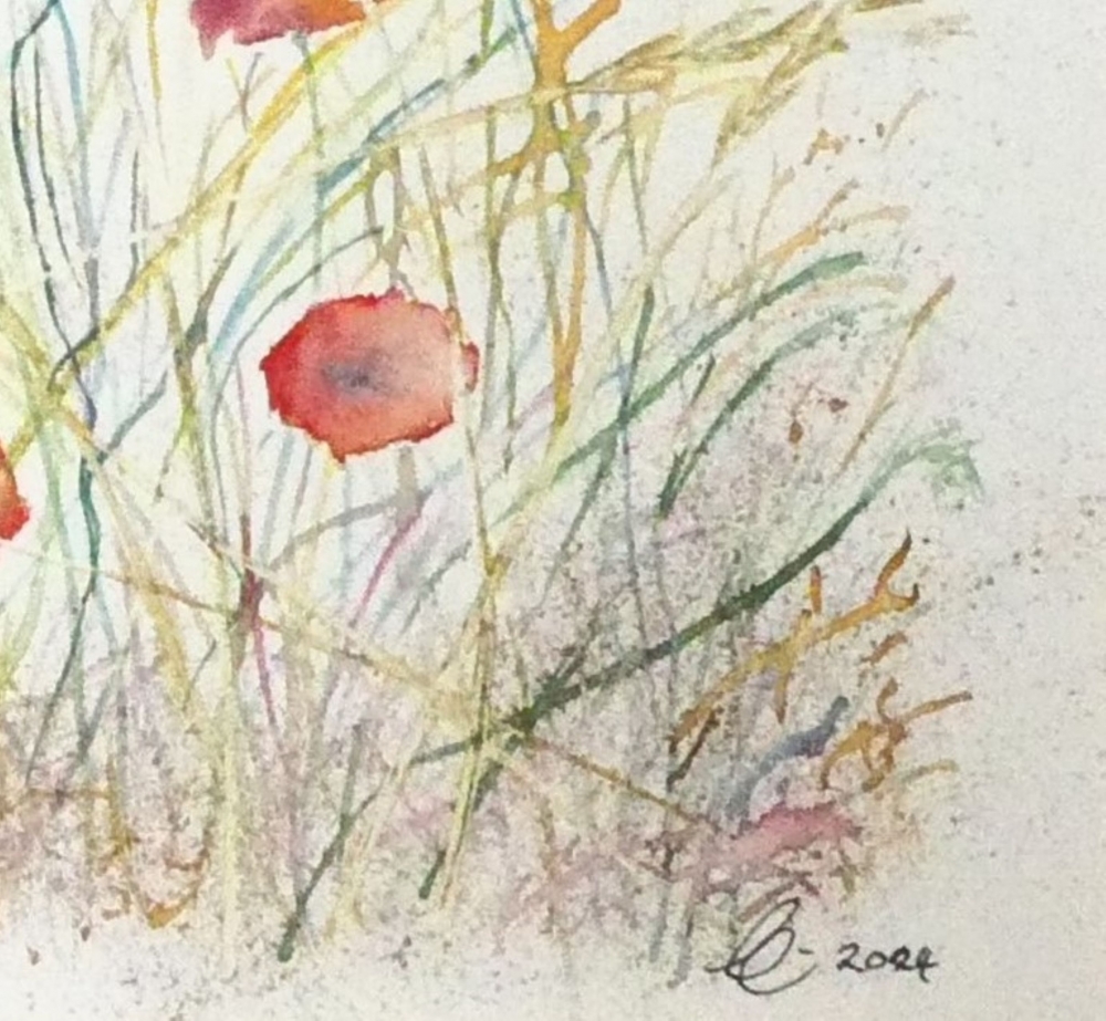 Red Field Poppies