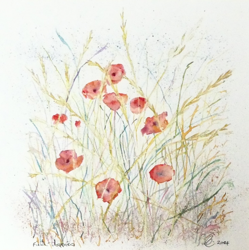 Red Field Poppies