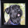 Miniature \"Giant schnauzer\"