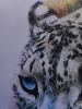 Snow leopard 