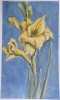 Yellow Iris