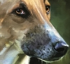 Miniature \"The Charm of the English Greyhound\"