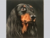 Miniature \"Longhaired black dachshund\"