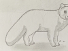 Arctic Fox - Original Pencil Drawing