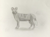 African Wild Dog - Original Pencil Drawing