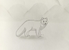 Arctic Fox - Original Pencil Drawing