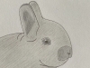 Baby Bunny - Original Pencil Drawing