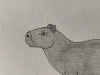 Capybara - Original Pencil Drawing