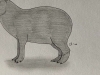 Capybara - Original Pencil Drawing