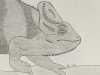 Chameleon - Original Pencil Drawing