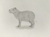 Capybara - Original Pencil Drawing