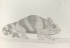 Chameleon - Original Pencil Drawing