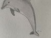 Dolphin - Original Pencil Drawing