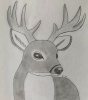 Deer - Original Pencil Drawing