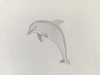 Dolphin - Original Pencil Drawing