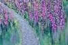 Foxgloves, LLyn Crafnant