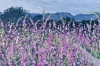 Foxgloves, LLyn Crafnant