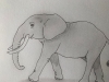 Elephant - Original Pencil Drawing