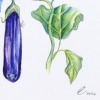 Eggplants