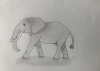 Elephant - Original Pencil Drawing