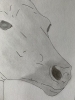 Foal - Original Pencil Drawing