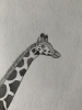 Giraffe - Original Pencil Drawing