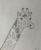 Giraffe Head - Original Pencil Drawing