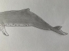 Humpback Whale - Original Pencil Drawing