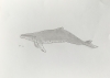 Humpback Whale - Original Pencil Drawing