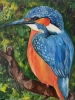 The Kingfisher 