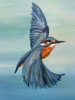 Kingfisher in Flight