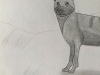 African Wild Dog - Original Pencil Drawing