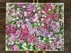 Sweet William multi floral by Elena Ciobanica