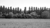 Poplars at Lavacourt