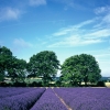 Hampshire Lavender