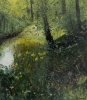 Hidden Woodland Pond with yellow irises