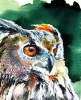 Great horned owl portrait